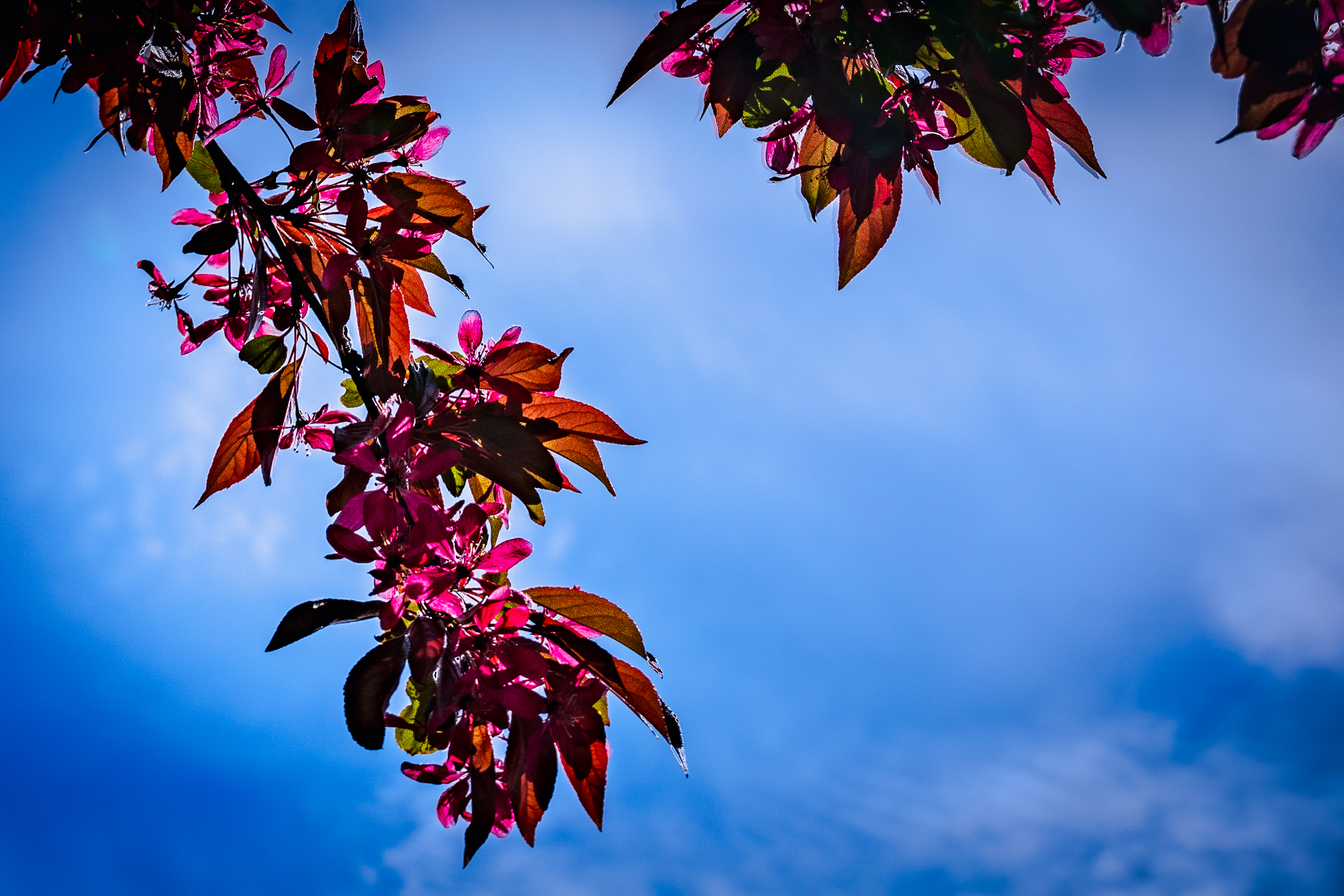 Blossom, Brighton Cemetery